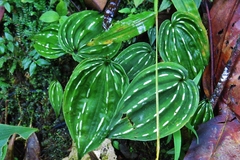 Monophyllorchis maculata