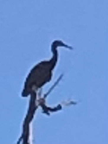 White-faced Heron