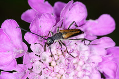 Anastrangalia dubia