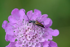 Anastrangalia dubia