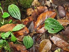 Monophyllorchis maculata