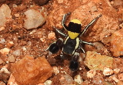 Stegodyphus tibialis