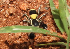 Stegodyphus tibialis