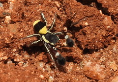 Stegodyphus tibialis