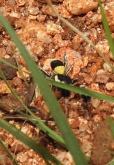 Stegodyphus tibialis