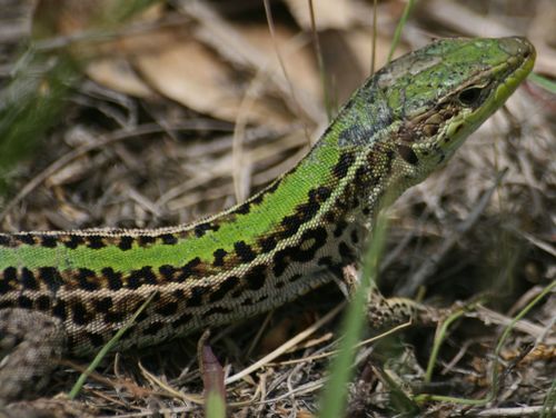 Balkan Wall Lizard, photo 6 of 9