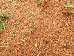 Stegodyphus tibialis