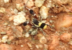 Stegodyphus tibialis