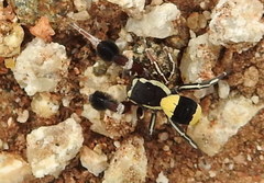 Stegodyphus tibialis