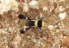 Stegodyphus tibialis