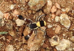 Stegodyphus tibialis