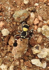 Stegodyphus tibialis