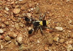 Stegodyphus tibialis