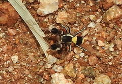 Stegodyphus tibialis