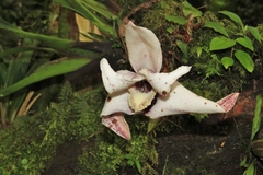 Maxillaria sanderiana