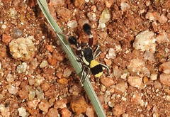 Stegodyphus tibialis