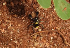 Stegodyphus tibialis