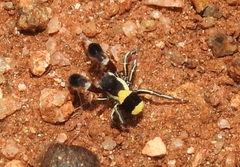 Stegodyphus tibialis