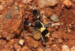 Stegodyphus tibialis