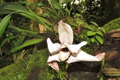 Maxillaria sanderiana