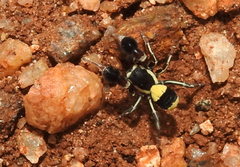 Stegodyphus tibialis