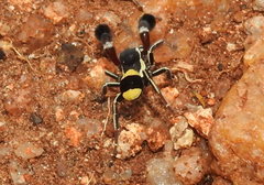 Stegodyphus tibialis