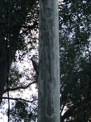 Melanerpes carolinus image