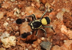 Stegodyphus tibialis