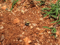 Stegodyphus tibialis