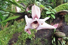 Maxillaria sanderiana