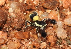 Stegodyphus tibialis