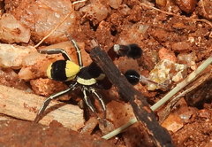 Stegodyphus tibialis