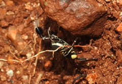 Stegodyphus tibialis