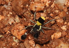 Stegodyphus tibialis