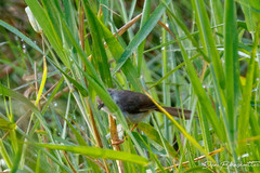 Prinia