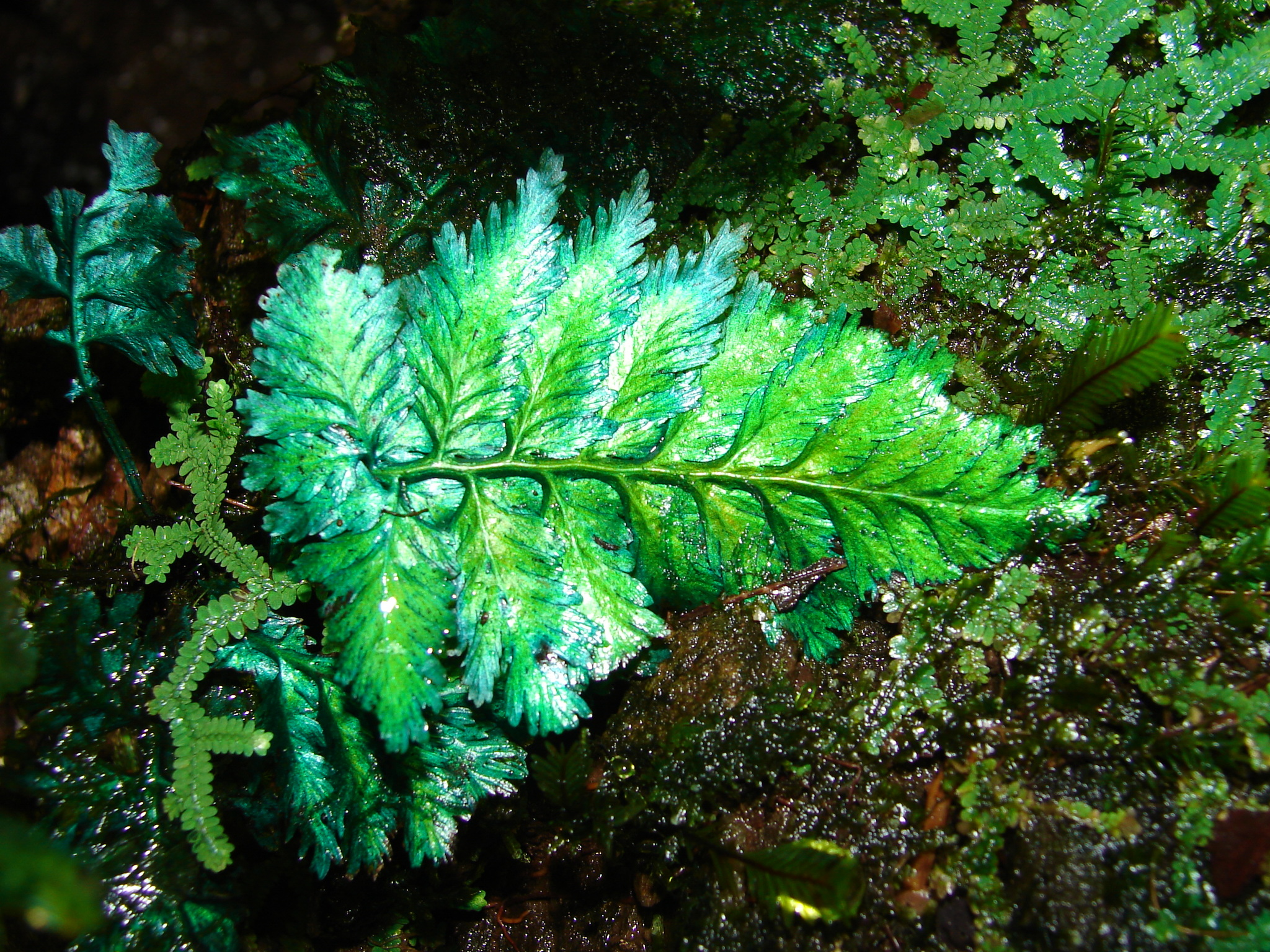 Trichomanes elegans