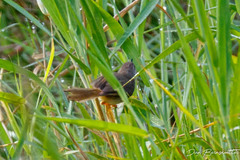 Prinia