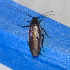 Parcoblatta bolliana