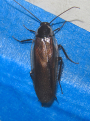 Parcoblatta bolliana