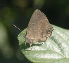 Surendra quercetorum