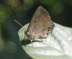 Surendra quercetorum