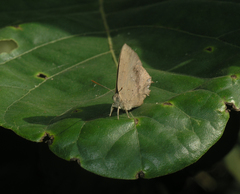 Surendra quercetorum