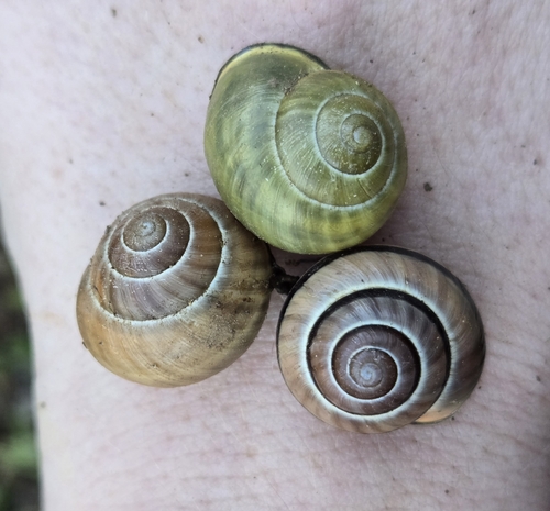 Cepaea nemoralis