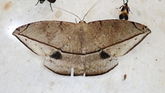 Oxydia sociata