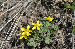 Anemone biflora gortschakowii