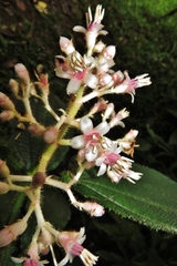 Miconia tococa