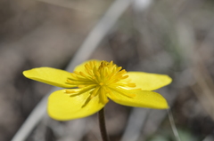 Anemone biflora gortschakowii