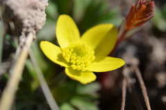 Anemone biflora gortschakowii
