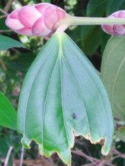 Cavendishia pubescens