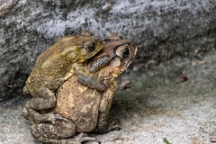 Duttaphrynus melanostictus
